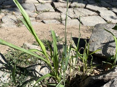 Phalaris canariensis, photograph (c) Pavel Kacl, some rights reserved (CC BY)