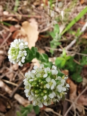 Lepidium hirtum