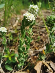 Lepidium hirtum