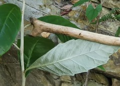 Argophyllum nullumense