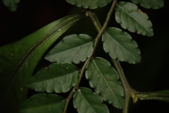 Ventilago elegans
