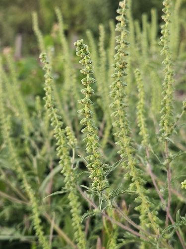 common ragweed