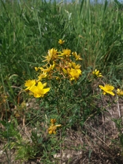 Hypericum perforatum