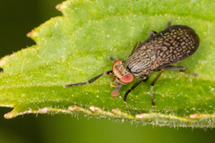 Pherbellia limbata