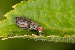 Pherbellia limbata