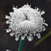 Flattened Pipewort - Photo (c) Cathy Bester, some rights reserved (CC BY-NC)