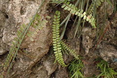 Adiantum malesianum