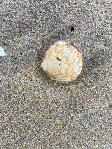 European Bittersweet Clam