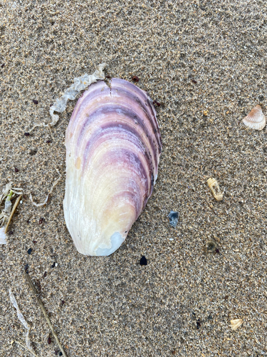 Northern Horse Mussel