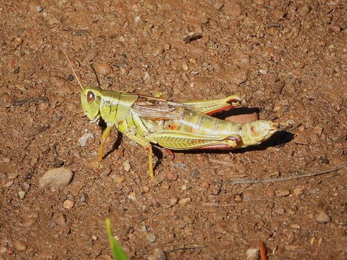 Two-striped Grasshopper