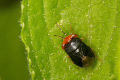 Geocoris erythrocephalus