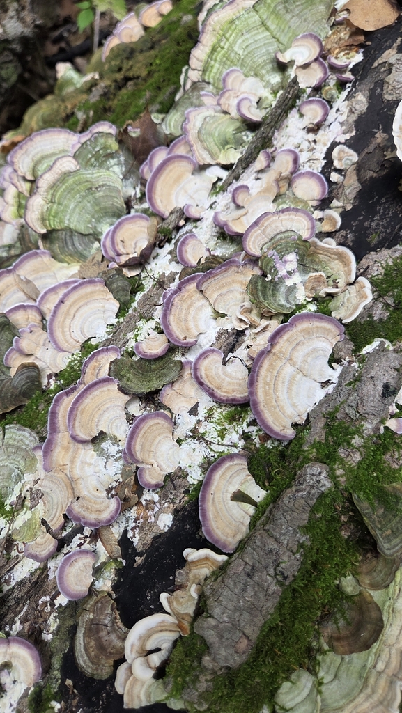 violet-toothed polypore · August 2026 · photo: Photo: (c) Carter Ertel, some rights reserved (CC BY) · iNaturalist
