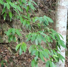 Argophyllum nullumense