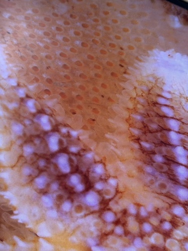 Cryptosula pallasiana