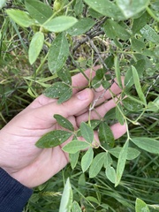 author not stated, no rights reserved Anagyris foetida, photograph author not stated, no rights reserved