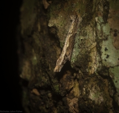 Hypatima spathota