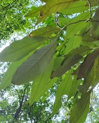 Argophyllum nullumense