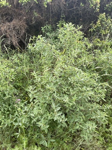 Anagyris foetida, photograph 4