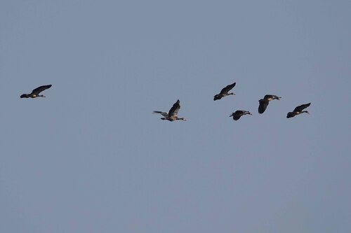 iNaturalist image