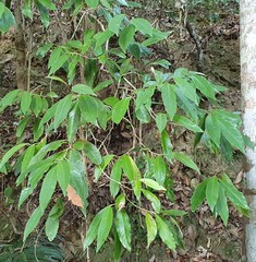 Argophyllum nullumense