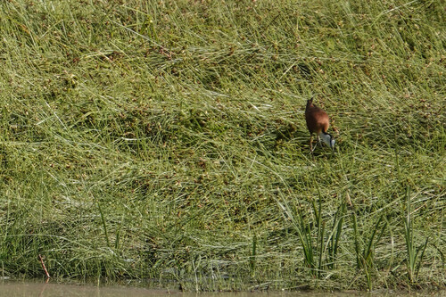 iNaturalist image