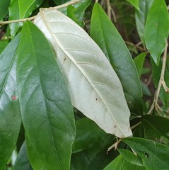 Argophyllum nullumense