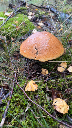 Orange Birch Bolete