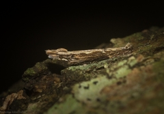 Hypatima spathota