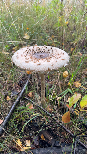 Parasol