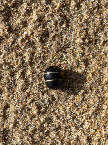 Common Pill Millipede