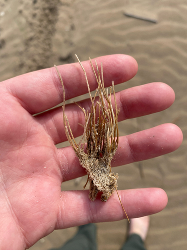 Sea Beard