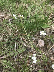 Arabidopsis halleri
