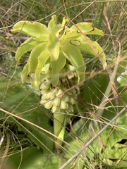 Eucomis autumnalis clavata