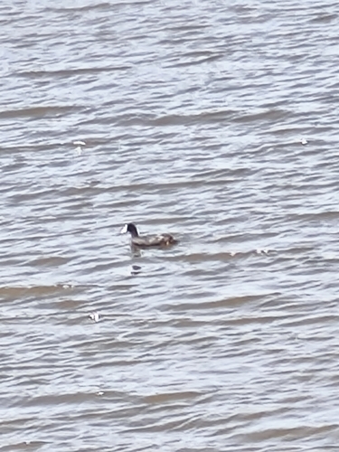 iNaturalist image