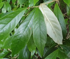 Argophyllum nullumense