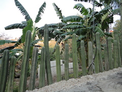 Lophocereus marginatus