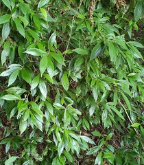 Argophyllum nullumense