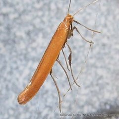 Caloptilia invariabilis