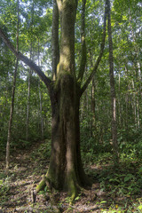 Platymiscium