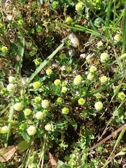 Trifolium campestre