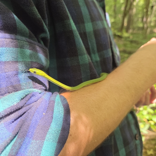 Rough Greensnake
