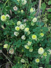 Trifolium campestre