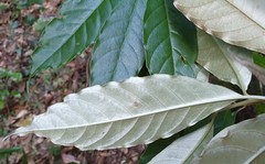 Argophyllum nullumense