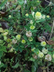Trifolium campestre