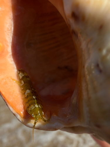 Baltic Isopod