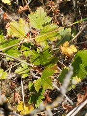 Ribes oxyacanthoides, photograph (c) J Straka, some rights reserved (CC BY)