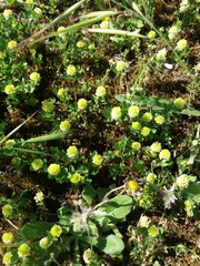 Trifolium campestre