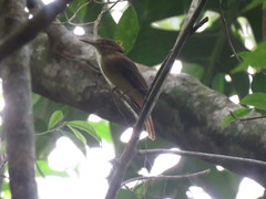 Onychorhynchus coronatus