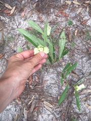 Asimina angustifolia