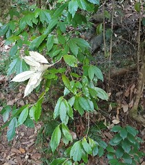 Argophyllum nullumense